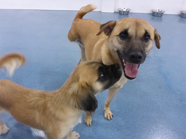 Dog Day Care San Diego
