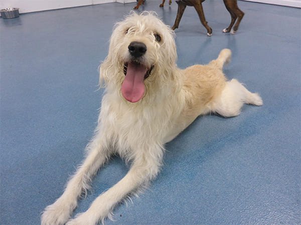 Dog Day Care San Diego