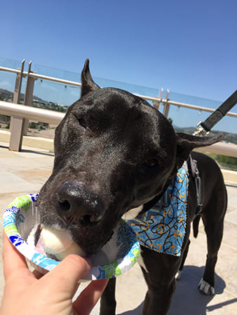 Dog Day Care San Diego