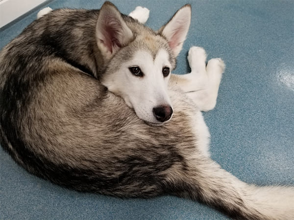 Pet Boarding San Diego North County
