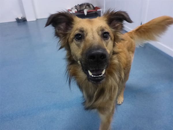 Dog Day Care San Diego