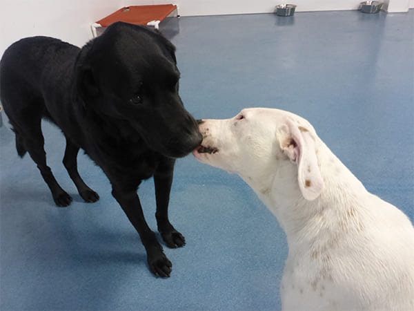 Dog Day Care San Diego