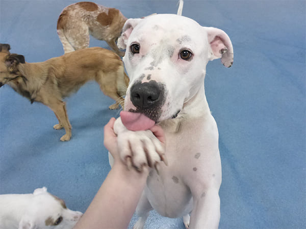Dog Day Care San Diego