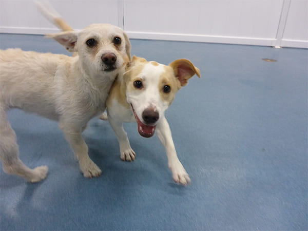 Dog Day Care San Diego