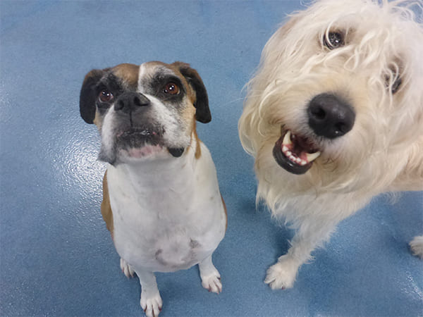 Dog Day Care San Diego