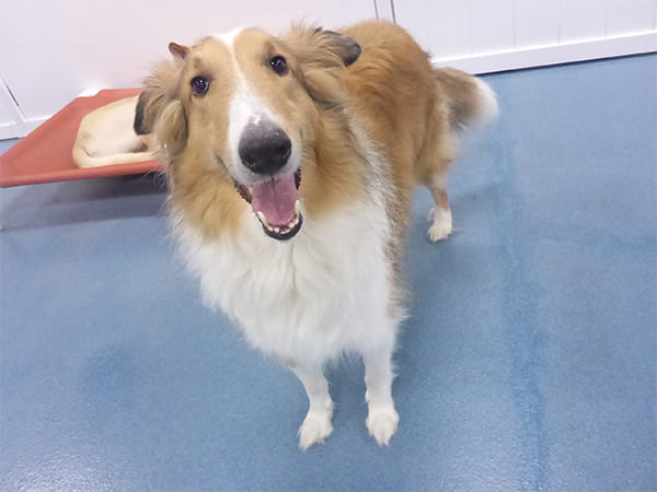 Dog Day Care San Diego