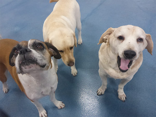 Dog Day Care San Diego