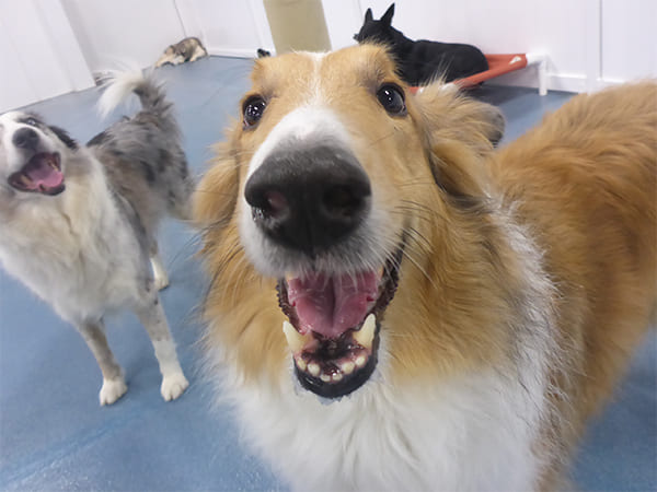 Dog Day Care San Diego
