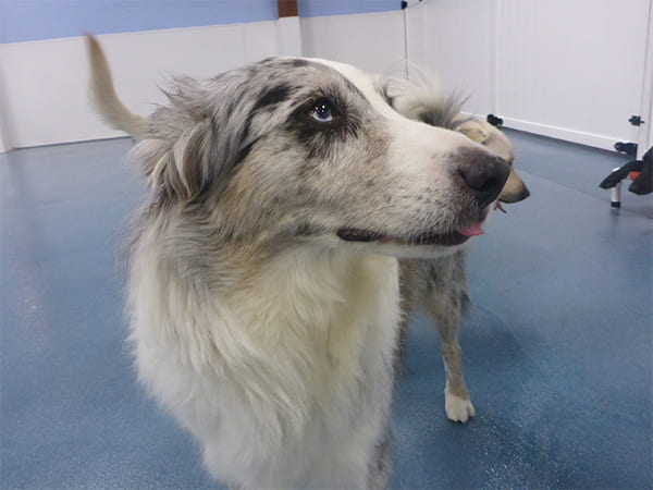 Dog Day Care San Diego
