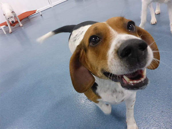 Dog Day Care San Diego