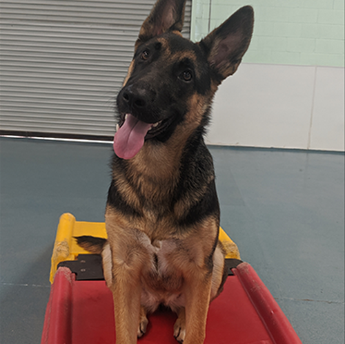 Dog Overnight Daycare