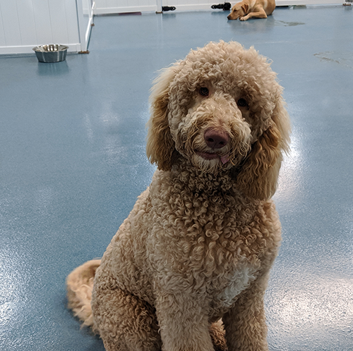Dog Overnight Daycare