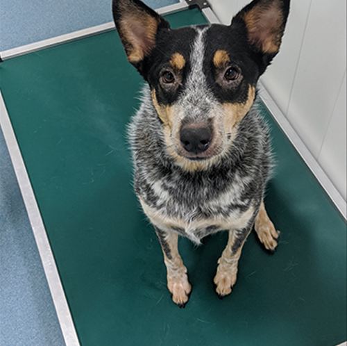 Dog Overnight Daycare