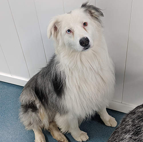 Dog Overnight Daycare
