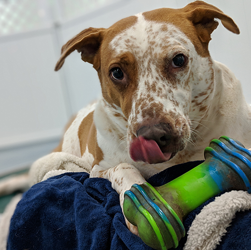 Dog Overnight Daycare