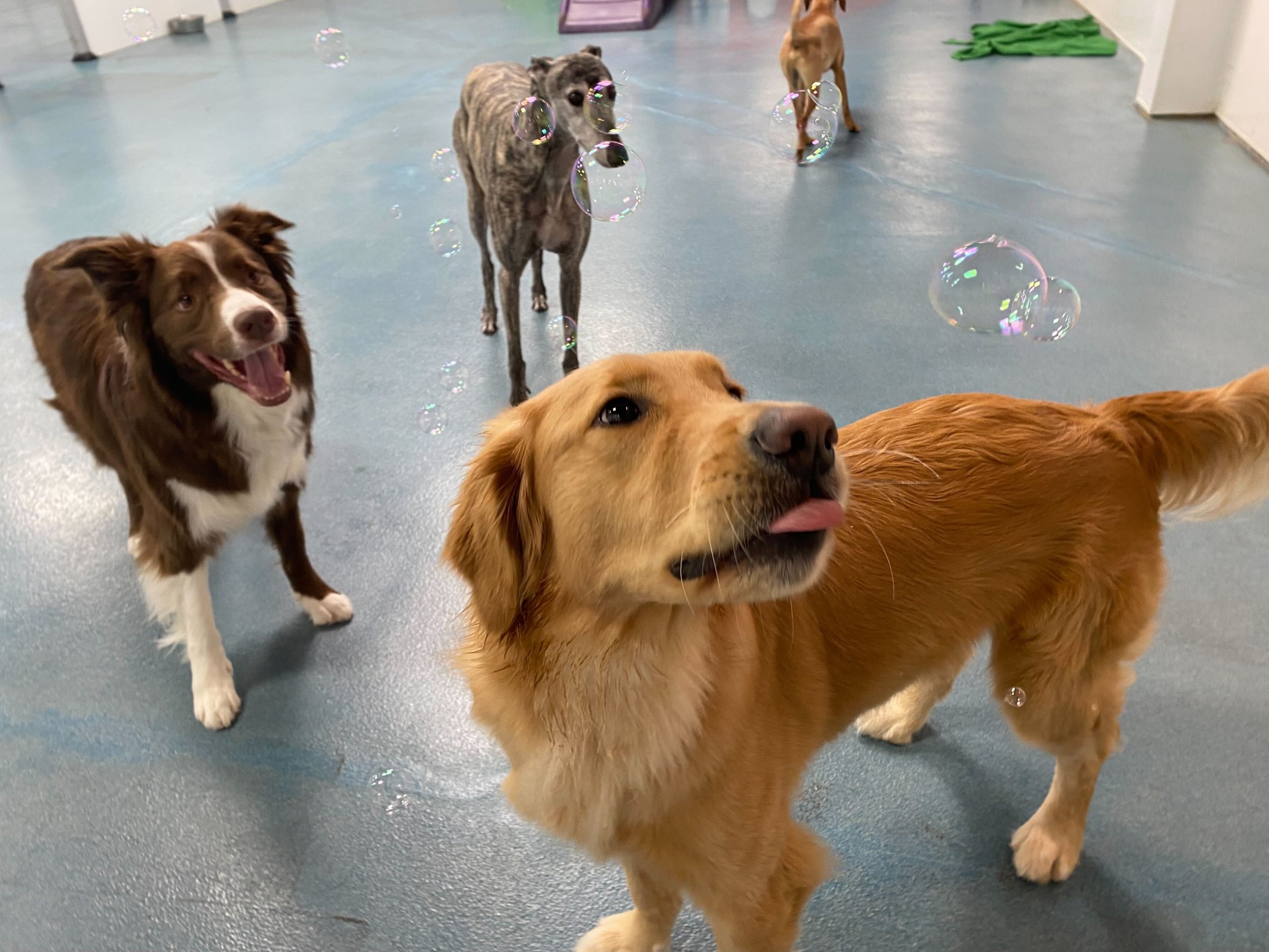 Canine Enrichment Solves Doggie Daycare Not For All Dogs - Pet Camp