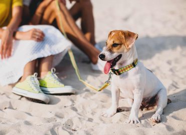 X Places You Should Take Your Dog In San Diego