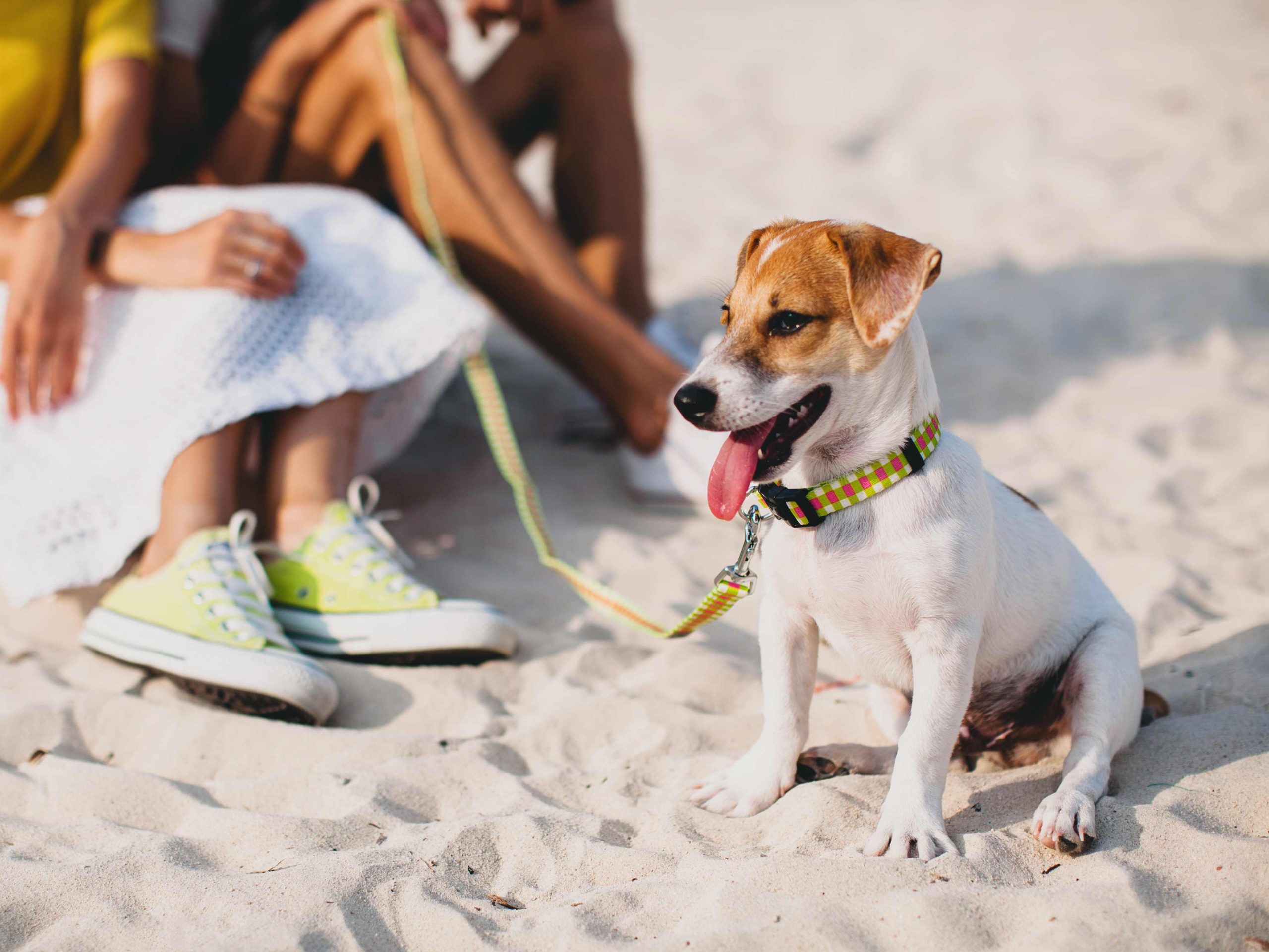 X Places You Should Take Your Dog In San Diego