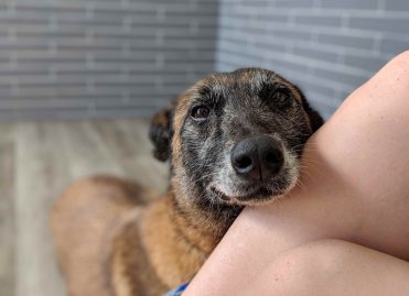 What Should You Do With Your Dog When You Travel?