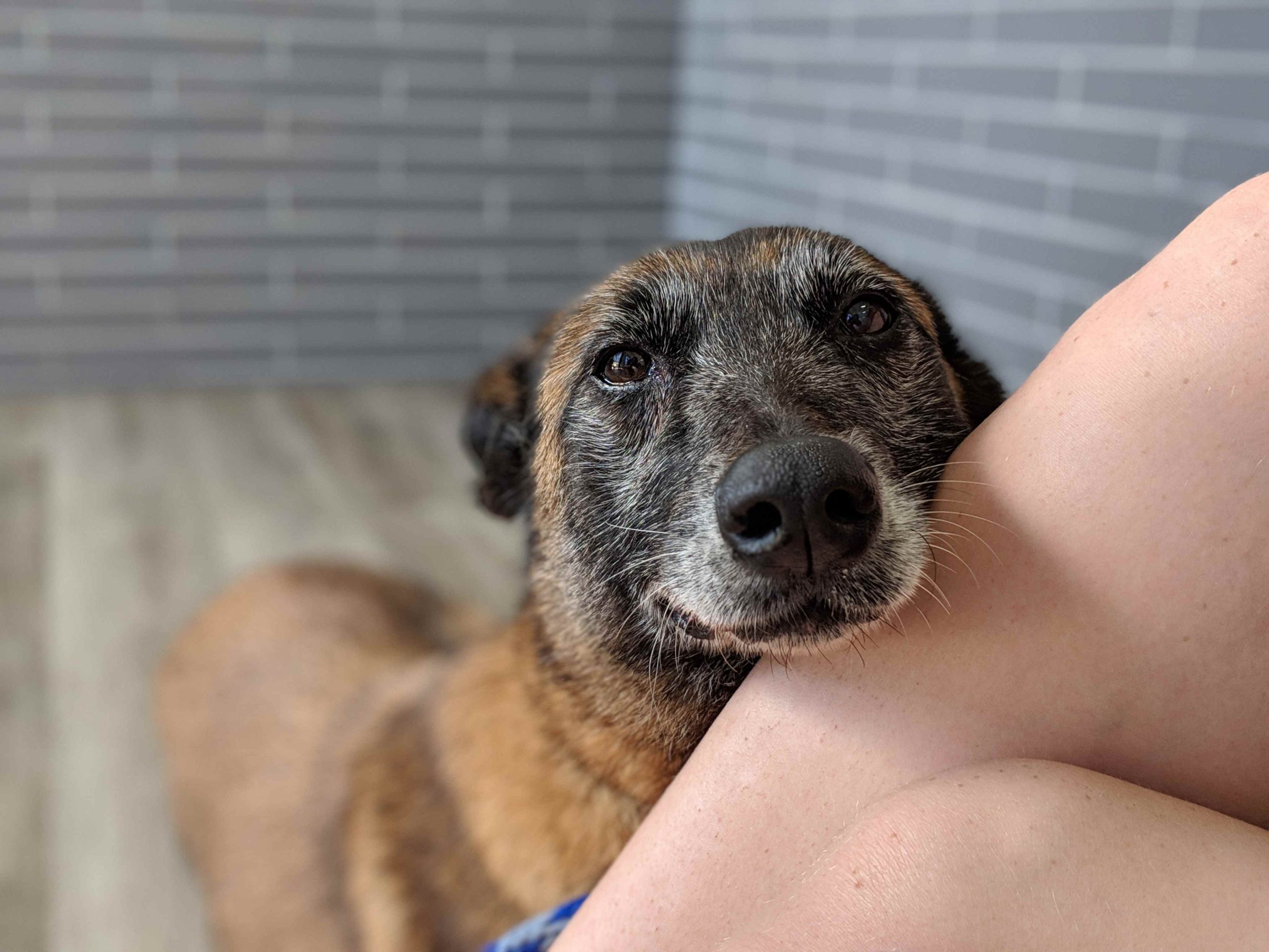 What Should You Do With Your Dog When You Travel?