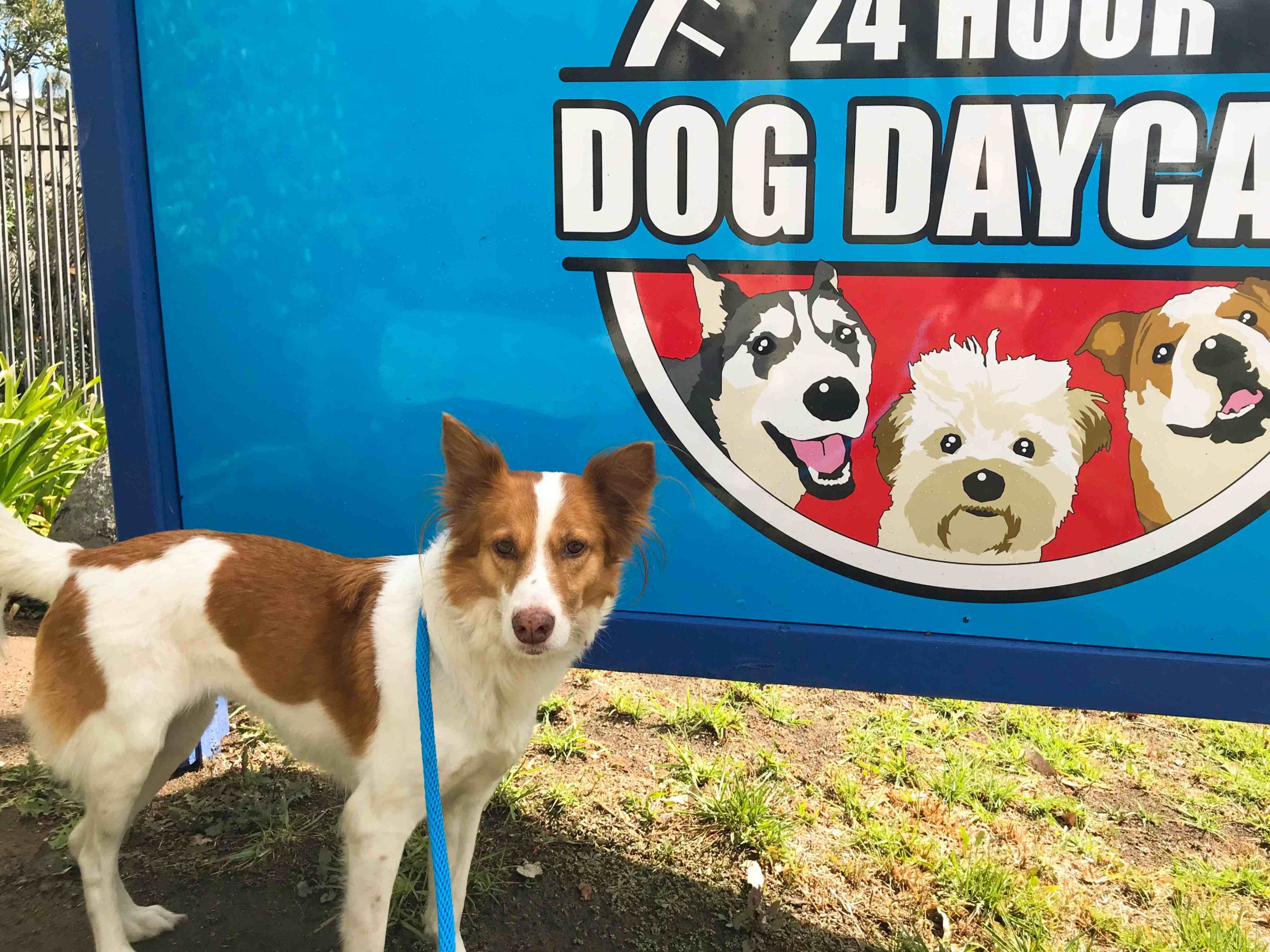Dog Overnight Care: What to Do with Your Dog When You Travel