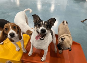 10 Reasons You Should Take Your Dog to Daycare on Weekends