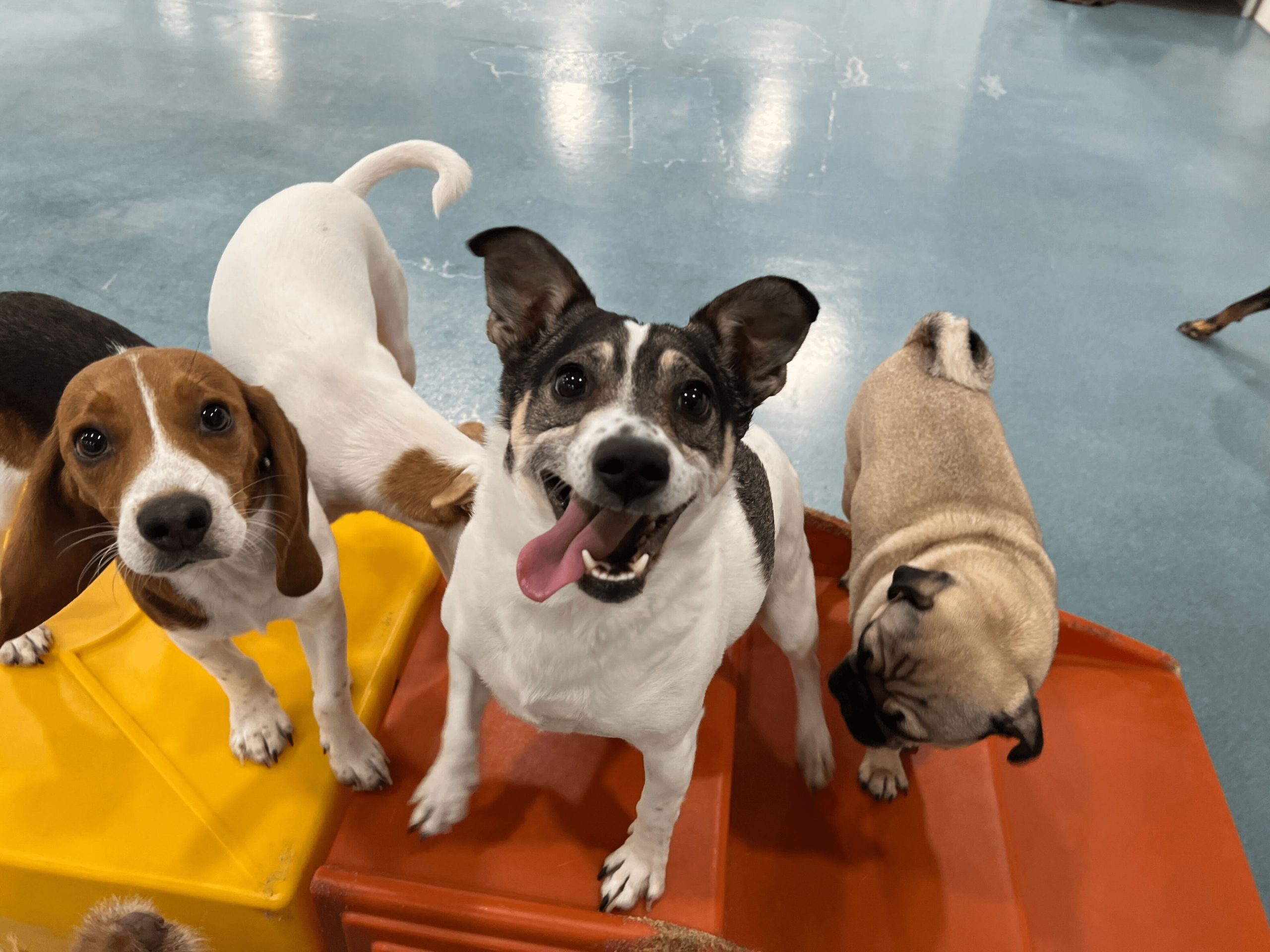 10 Reasons You Should Take Your Dog to Daycare on Weekends