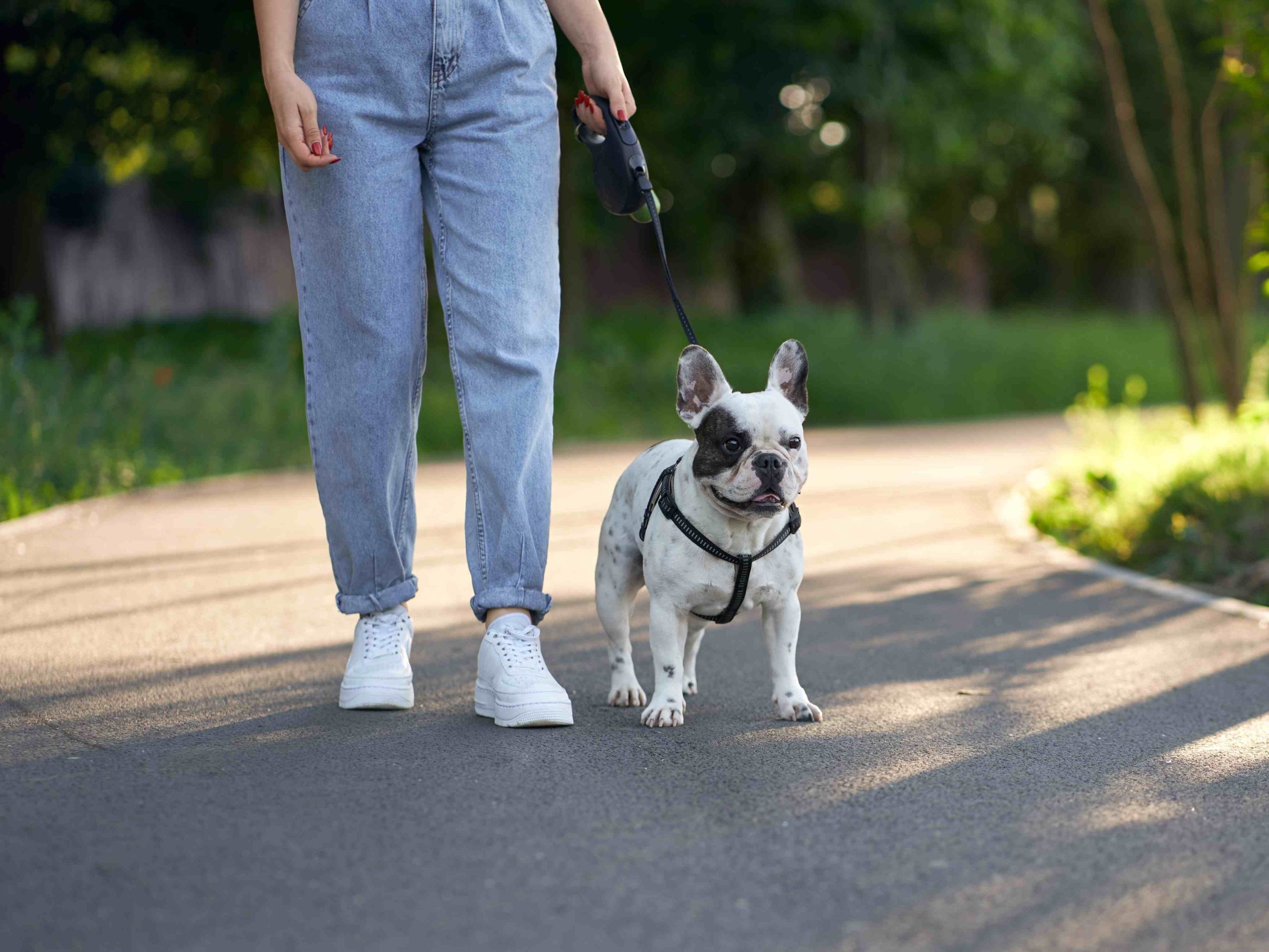 Exploring Pet-Friendly Attractions