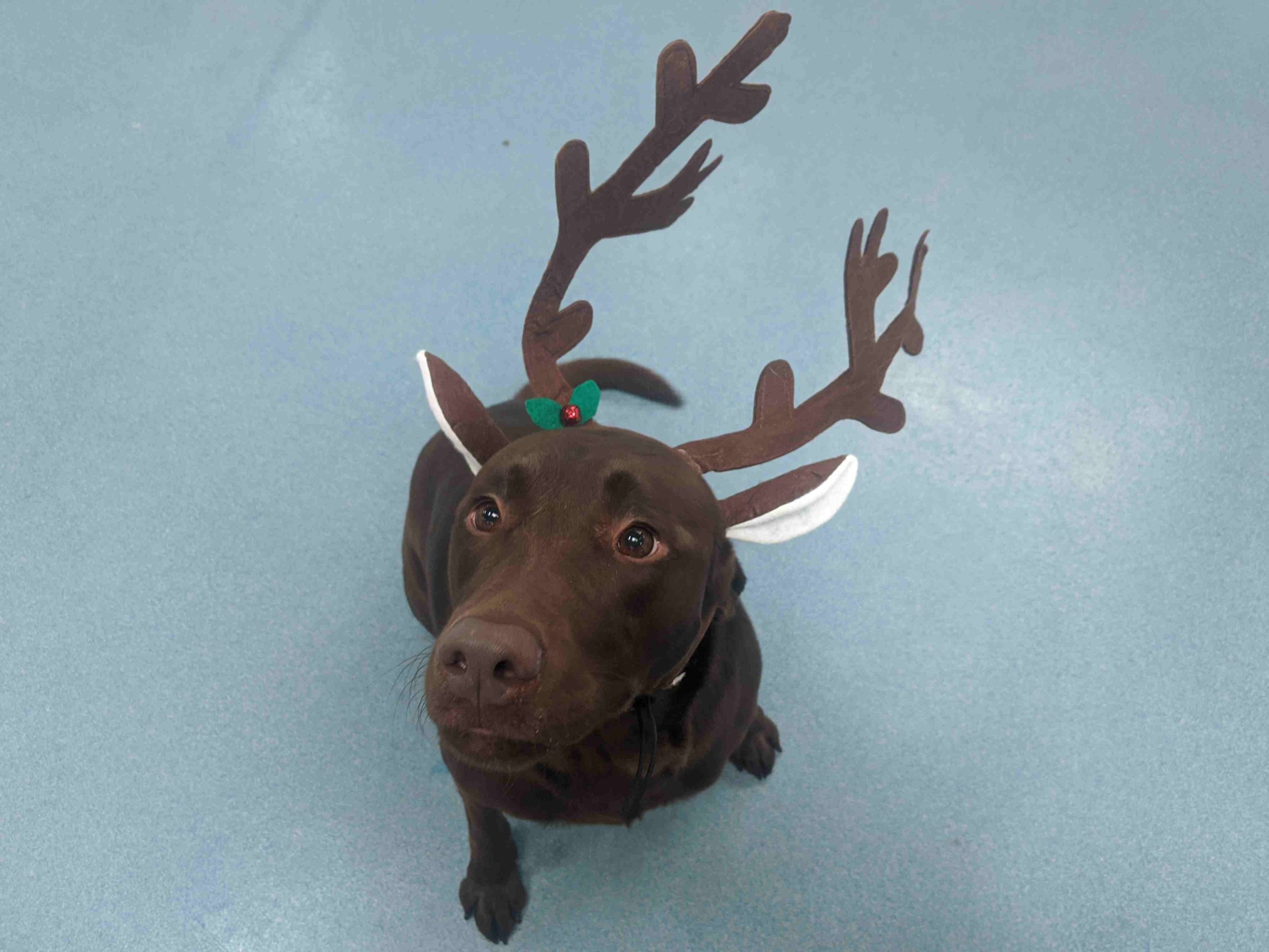 Keep Your Dog Safe While Traveling