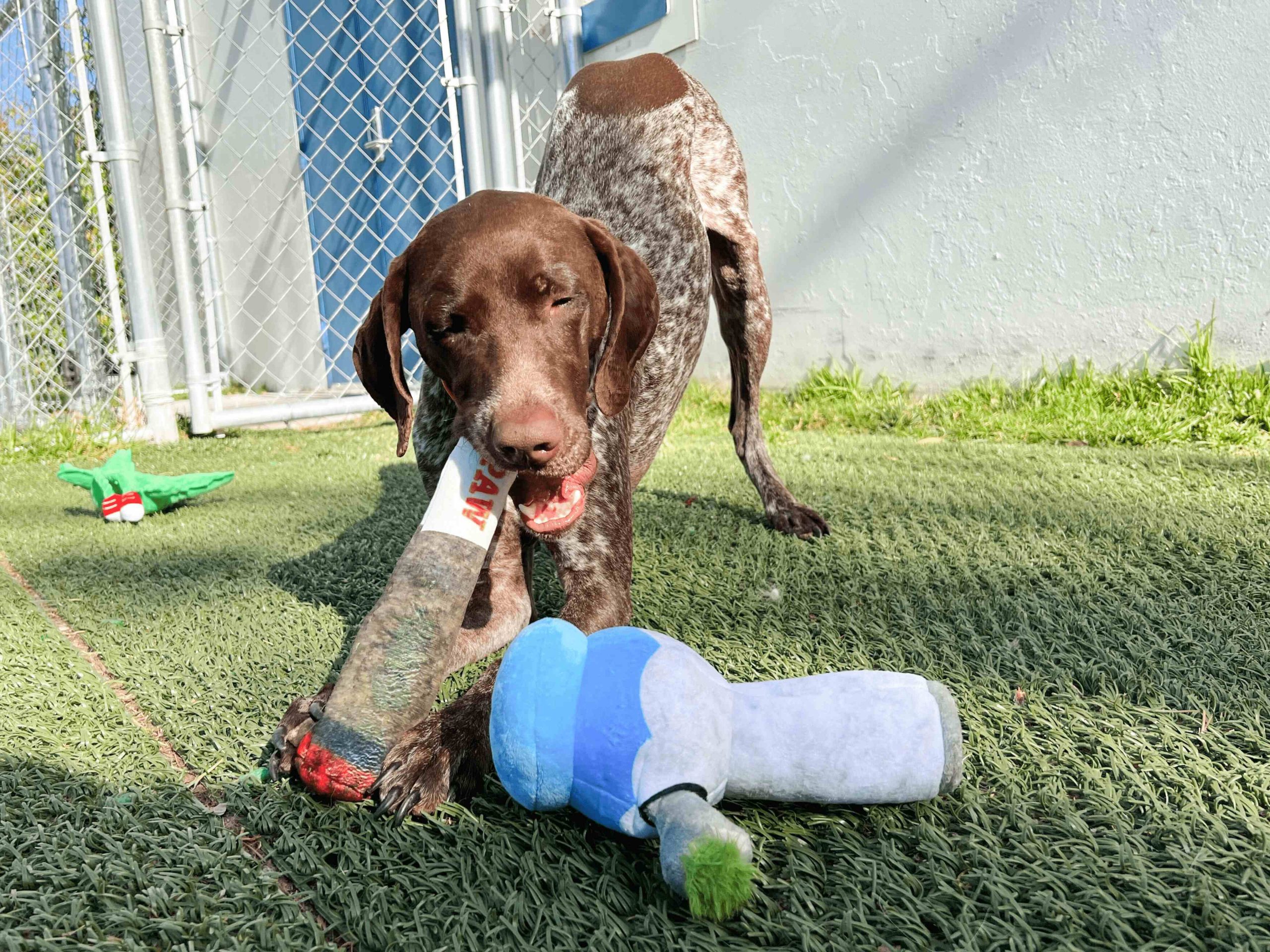 Mental Stimulation and Enrichment