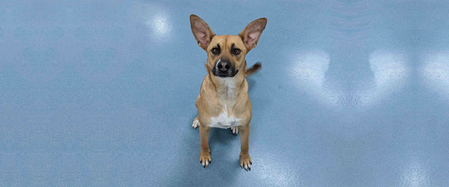 How Dog Daycares Fix Canine Behavioral Issues 24 Hour Dog Daycare