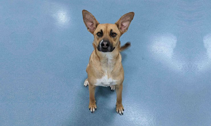 How Do Dog Daycares Fix Canine Behavioral Issues?