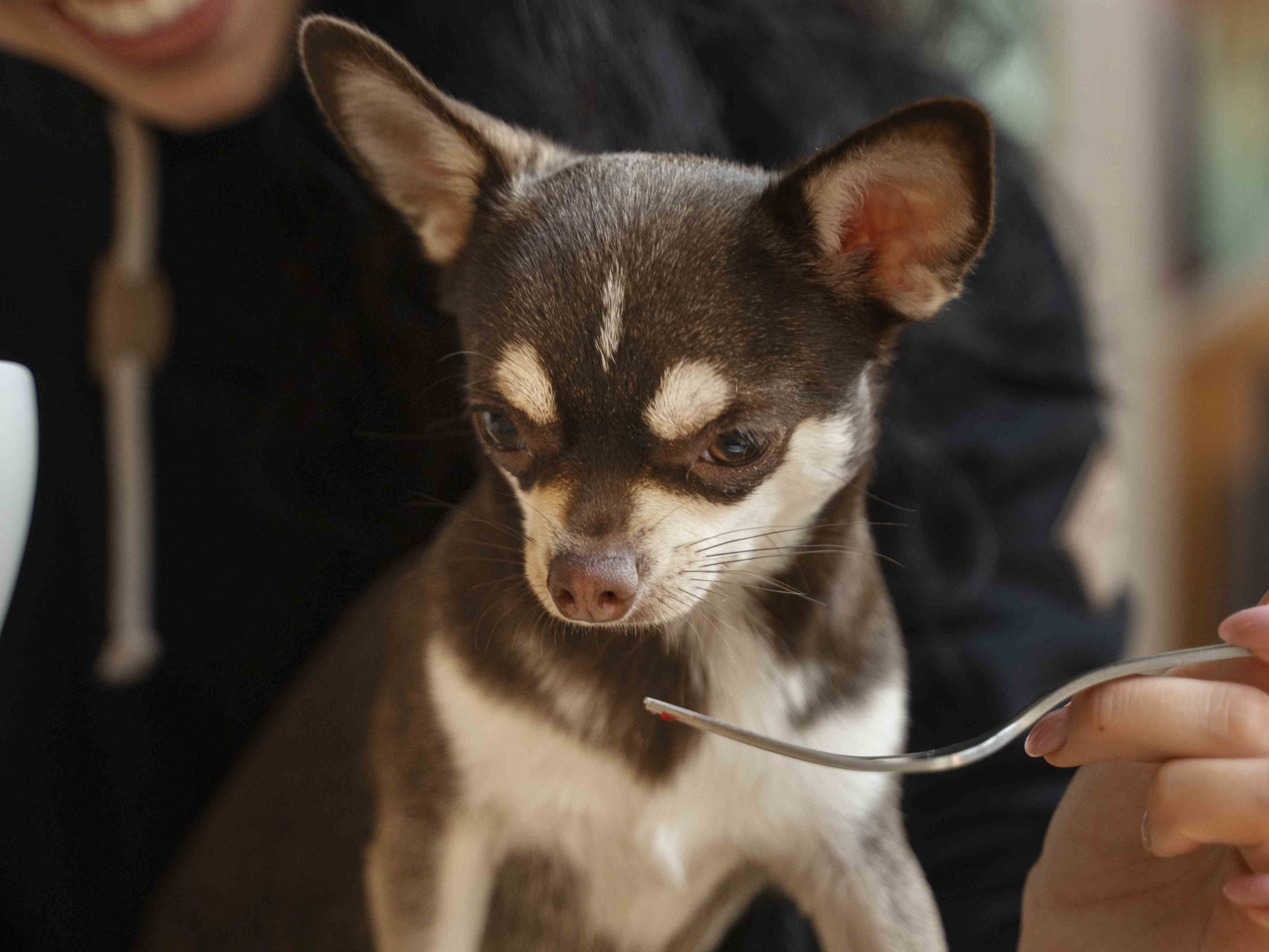 Outdoor Dining with Your Dog