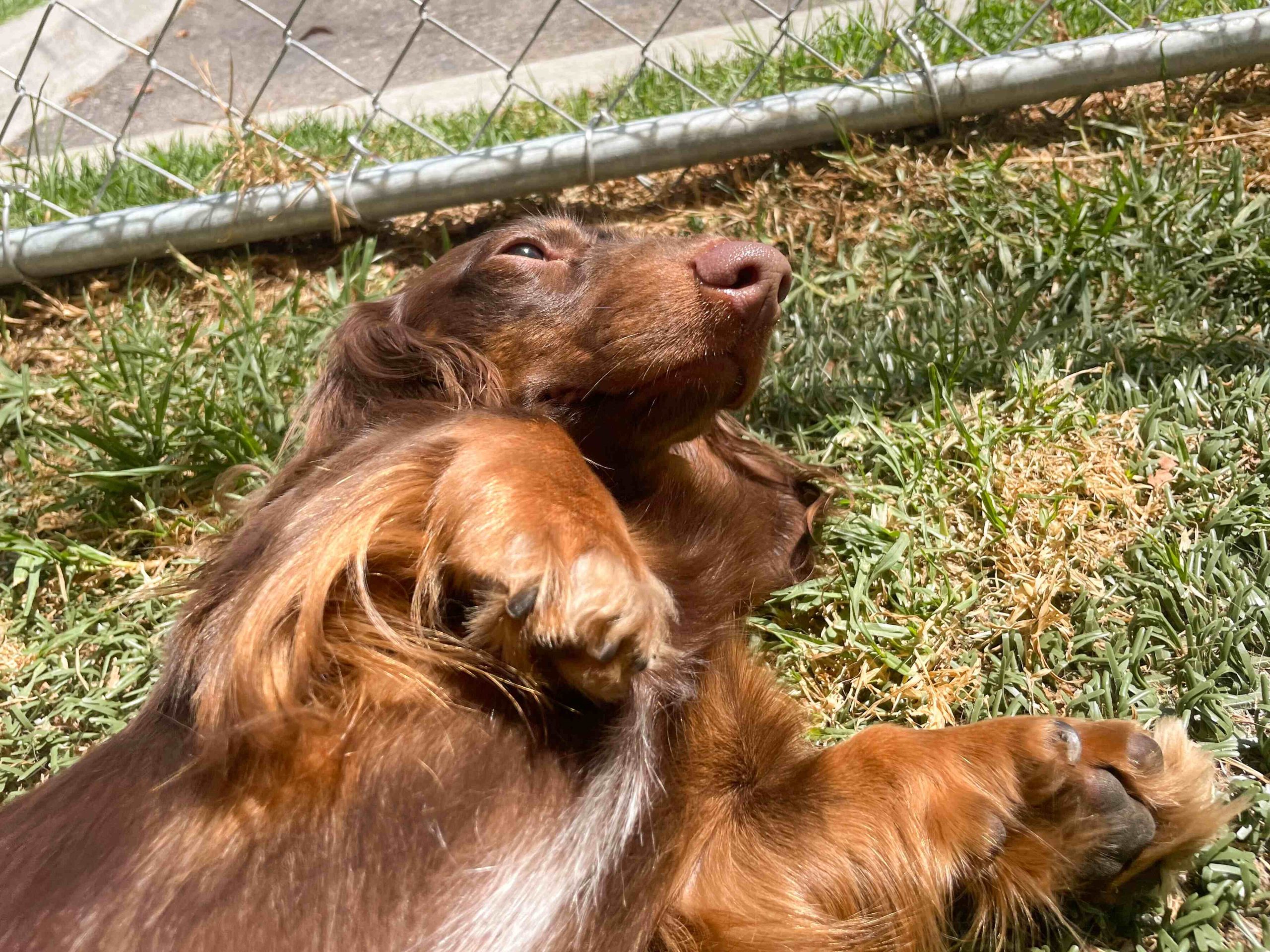 Pet-Friendly Parks and Trails