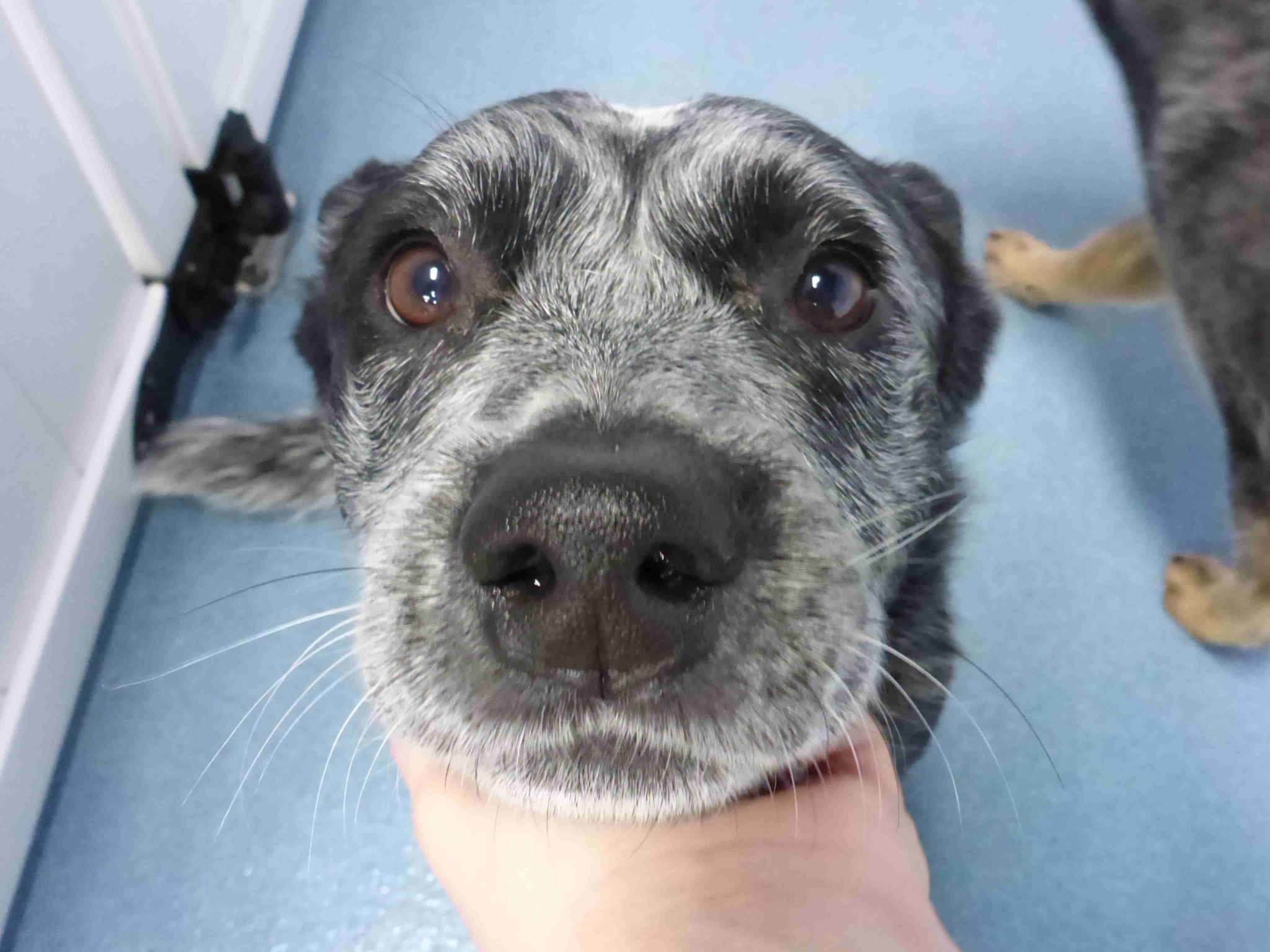 How Dog Daycares Fix Canine Behavioral Issues 24 Hour Dog Daycare