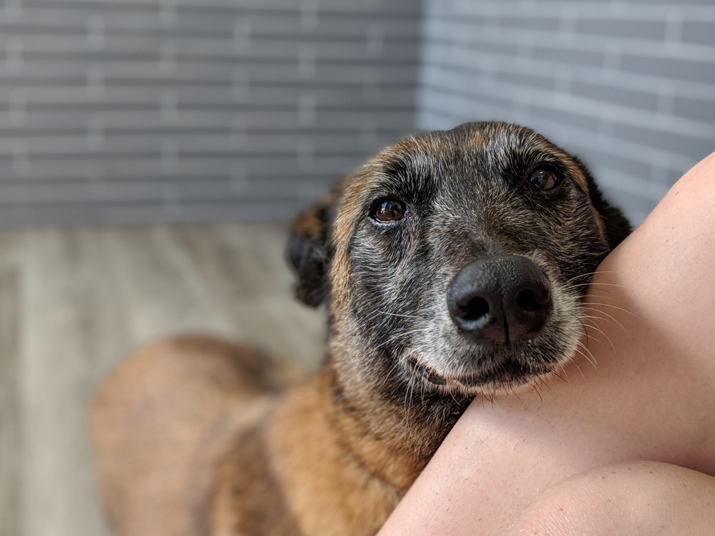 How Do You Know If Your Dog Likes Doggy Daycare? 24 Hour Dog Daycare