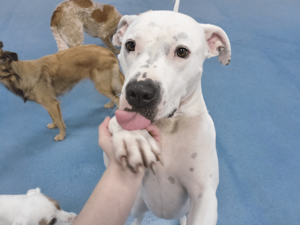 How to Deal With Behavioral Issues In Dogs 24 Hour Dog Daycare