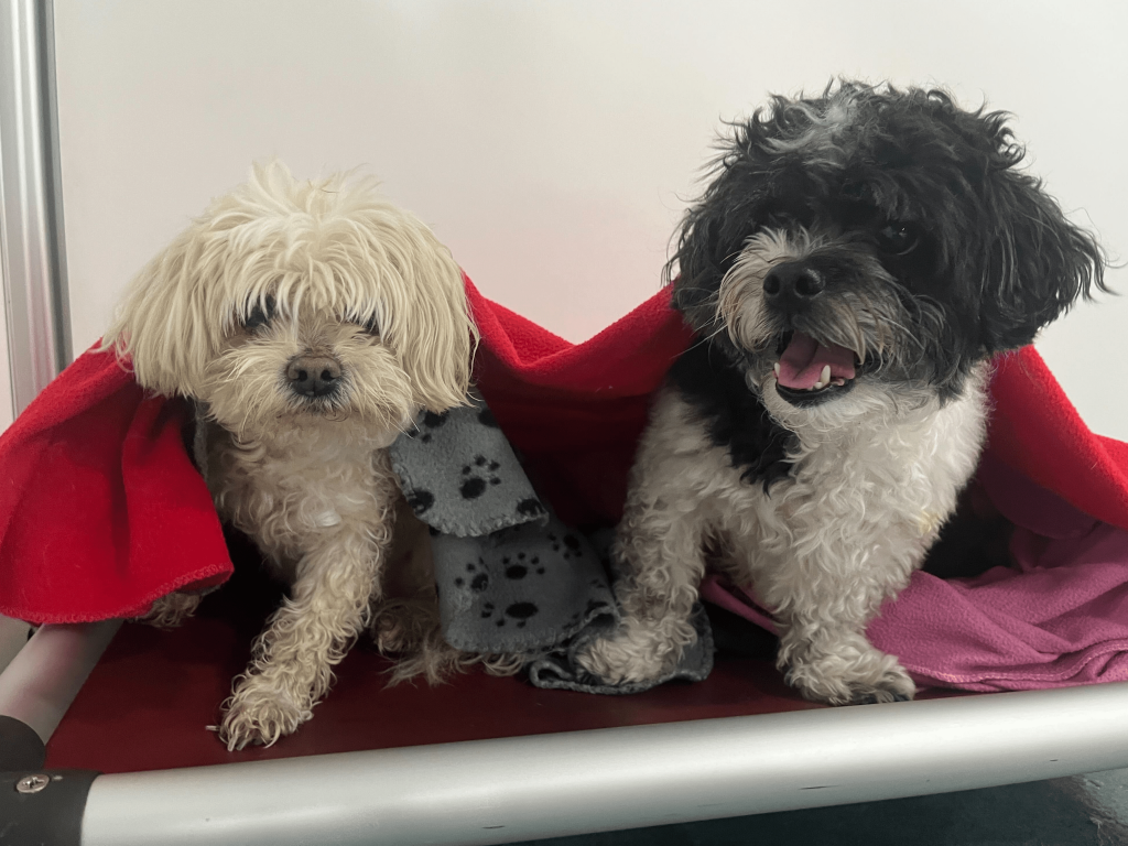 What Vaccines Does A Dog Need Before Going to Daycare 24 Hour Dog Daycare