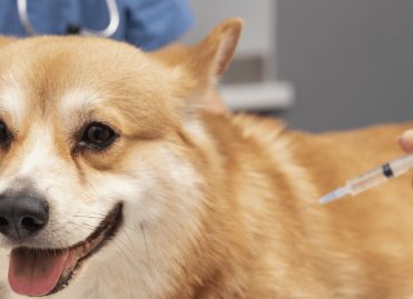 Vaccinations