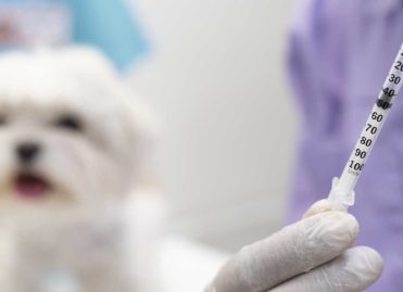 Vaccines