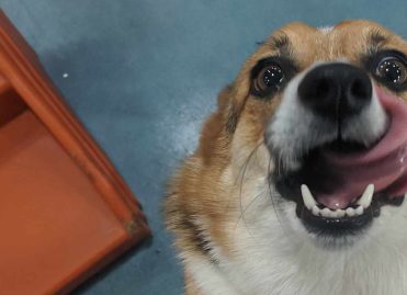 Exercise Does Your Dog Need