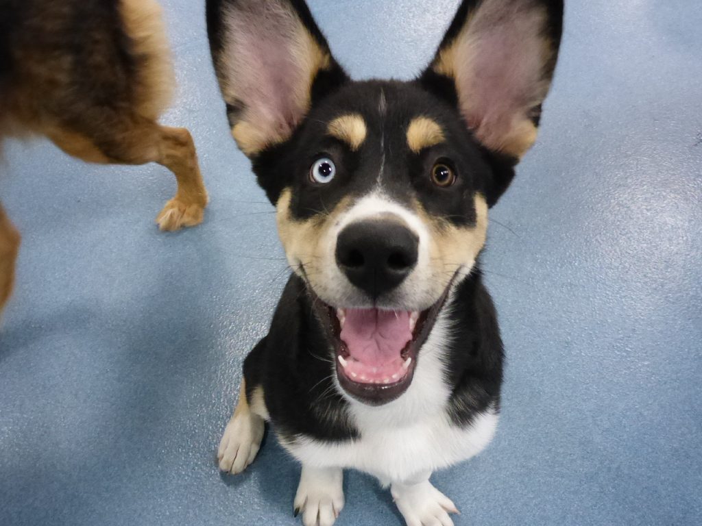 Everything You Need to Know About The Best Dog Daycare In San Diego