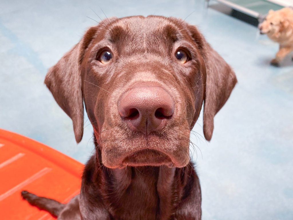 Suitably Prepare Your Dog For Starting Daycare